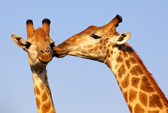 world-kiss-day.jpg