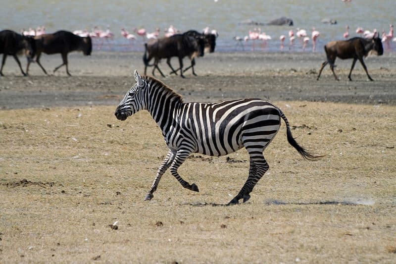 zebra4.jpg