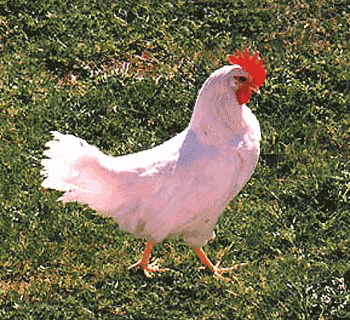 chicken.gif