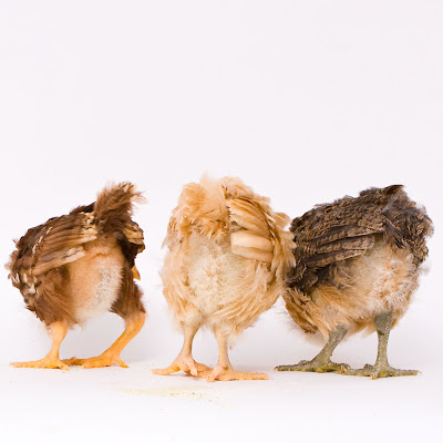 chicken_butt_25.jpg