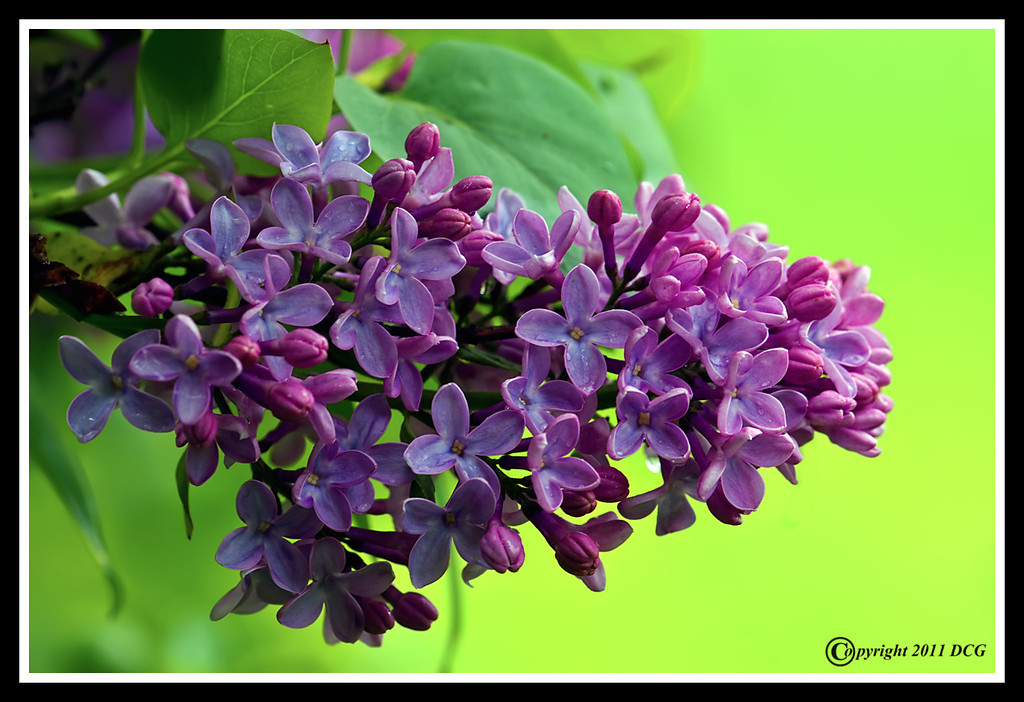Lilac-Blossom-05-24-07cr-XL.jpg