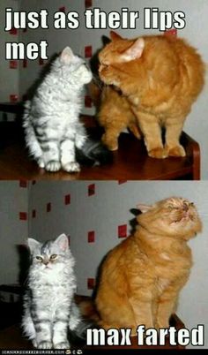 74a91c1af6ebc167b24638ee4d286697--so-funny-funny-cats.jpg