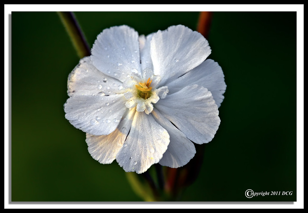 White-Campion-06-15-05cr-XL.jpg