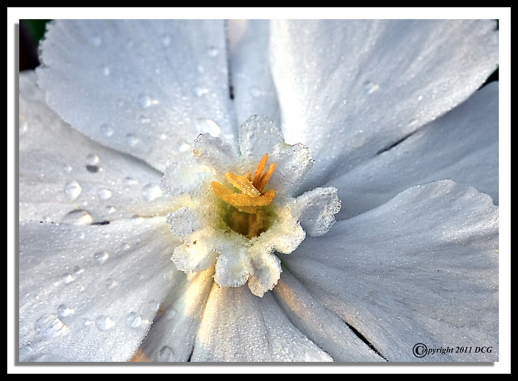 White-Campion-06-15-05acr-XL.jpg
