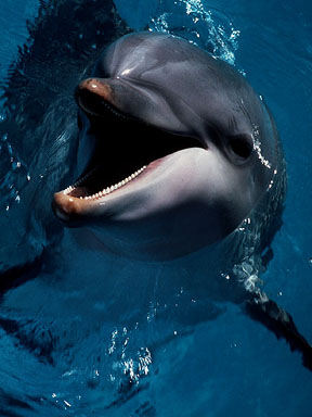 HAPPYDOLPHINF.JPG