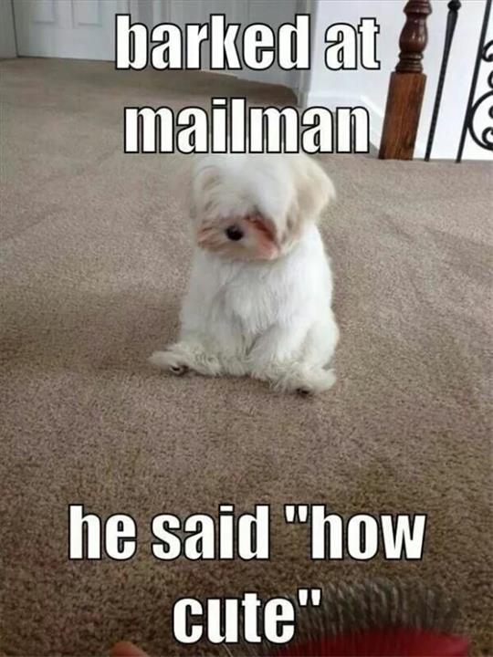 funny-pictures-sad-dog-mailman-said-cute.jpg