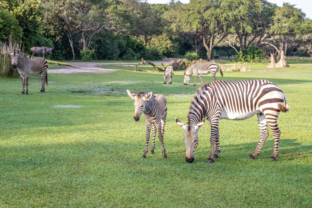 dak baby zebras 2