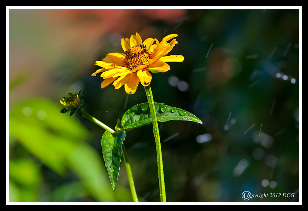 Coreopsis-06-30-04acr-XL.jpg
