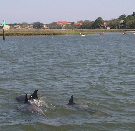 dolphins-with-disney.jpg