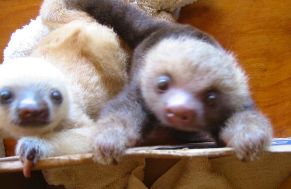 sloth4.jpg