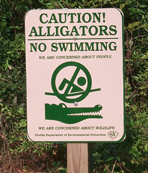 alligators.jpg
