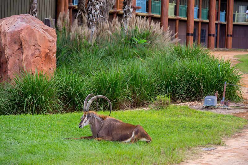 DSC_2097-L.jpg