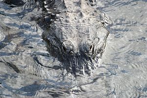 300px-Blackgator3.JPG