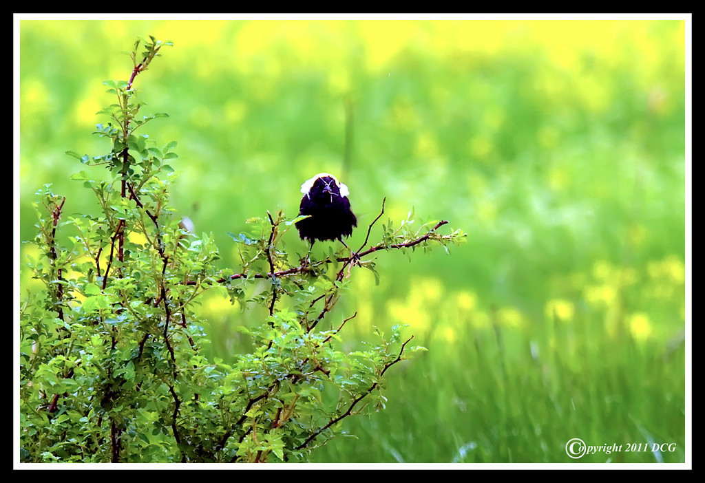 Bobolink-05-17-01bcr-XL.jpg