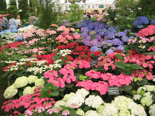 hydrangeas.jpg
