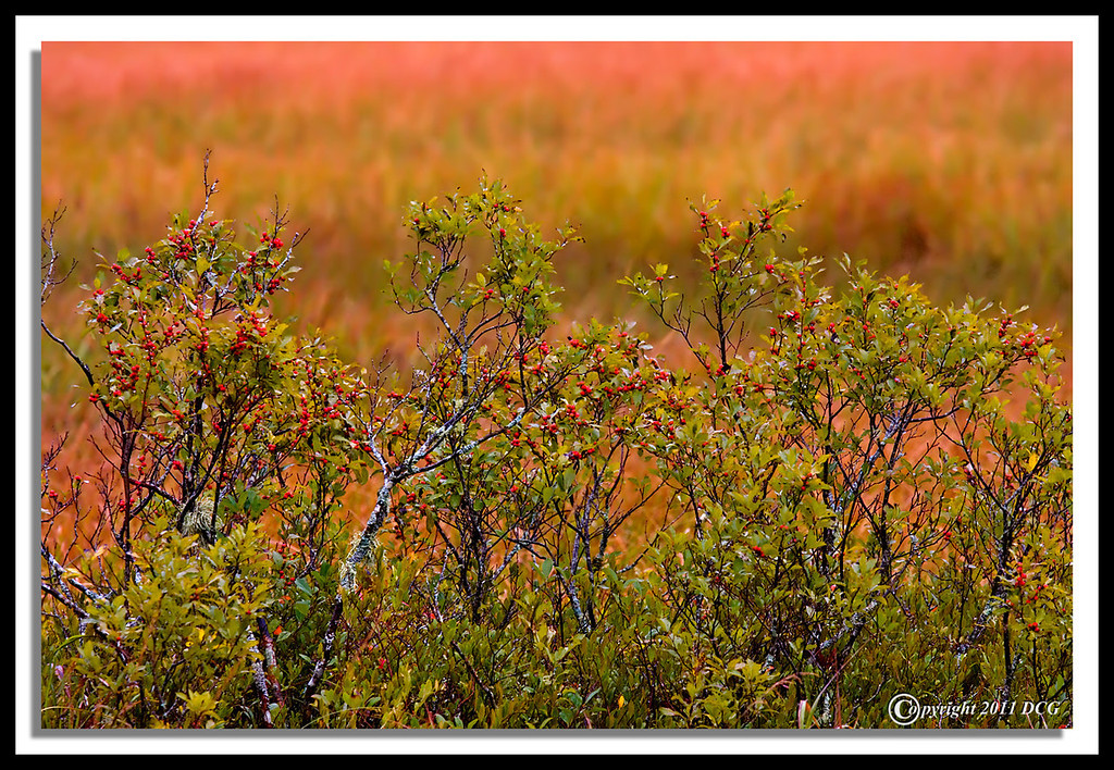 Fall-Berries-09-07-01cr-XL.jpg