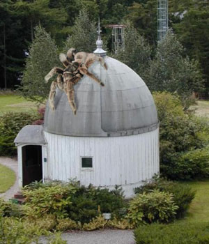 aragog1.jpg