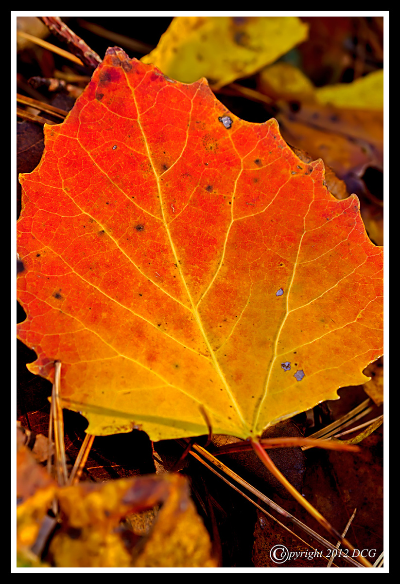 Autumn-Leaf-10-22-02cr-X3.jpg