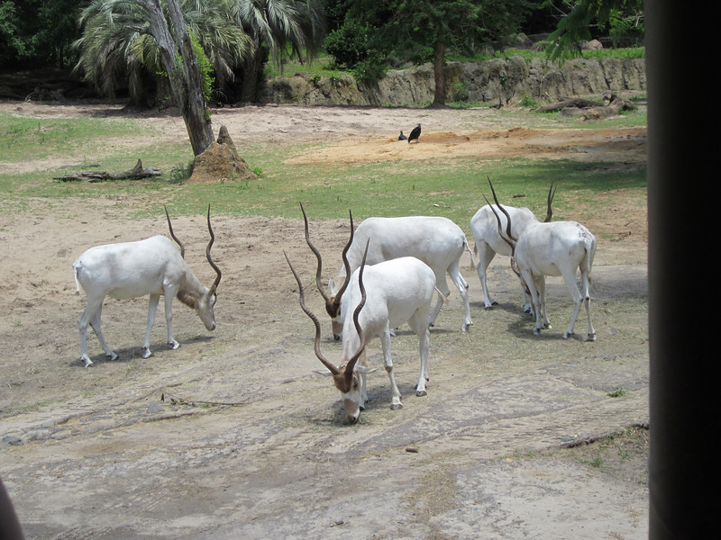 IMG0271-L.jpg