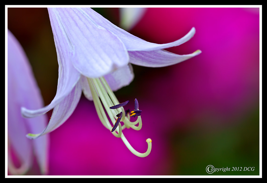 Hosta-07-14-01cr-XL.jpg