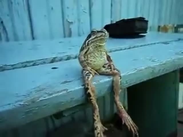 just_a_frog_sitting_like_humans_400x300_01.jpg