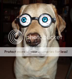 dog_With_Google_Eyes.jpg