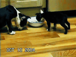 tumblr_ltu5hyp92z1qb34kbo1_250.gif