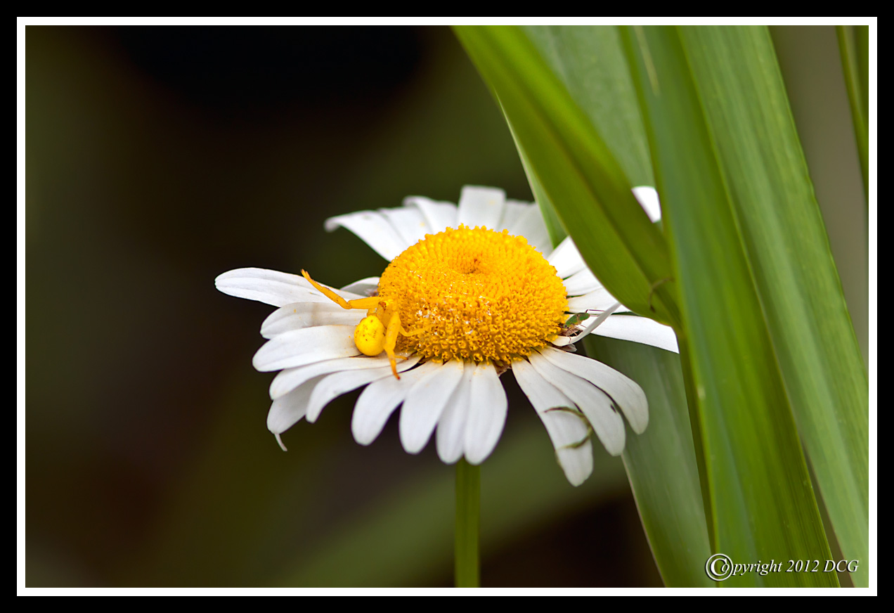 Crab-Spider-06-16-01acr-X2.jpg