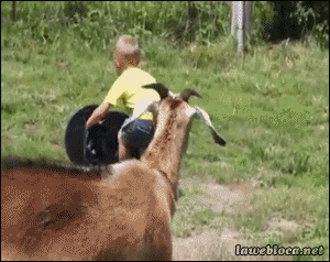 83873248.gif