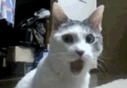 tumblr_m3zyovpTL21r5tylp.gif