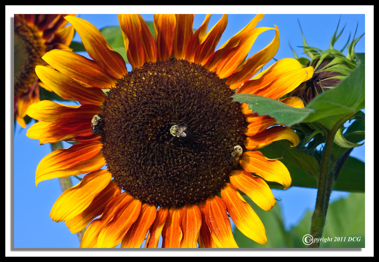 Sunflowers-07-31-02cr-X2.jpg