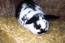 Bunnies_003.jpg