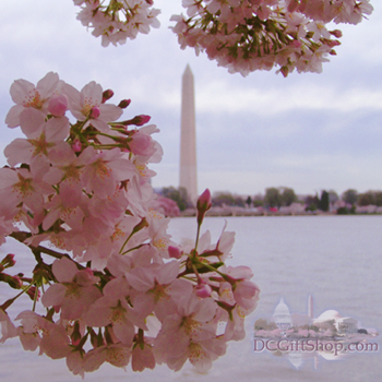 Washington-Monument-Cherry-Blossoms.jpg