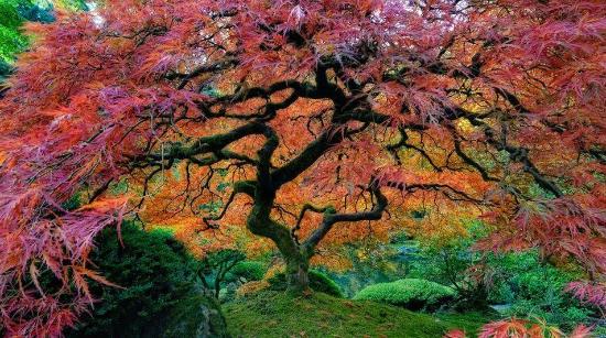 portland-japanese-garden.jpg