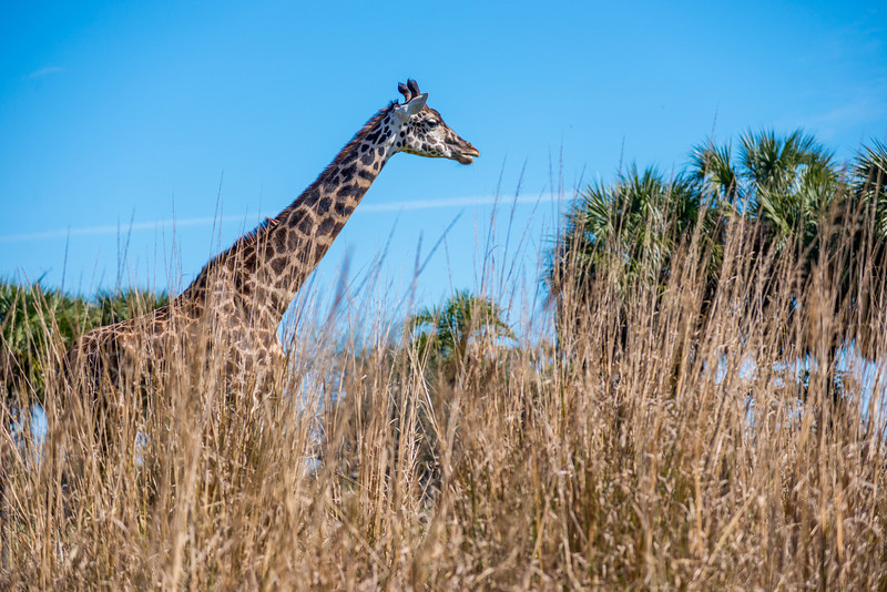 DSC_7930-L.jpg