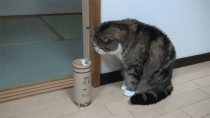 tumblr_nkhj4xwEkf1spbqkko1_500.gif