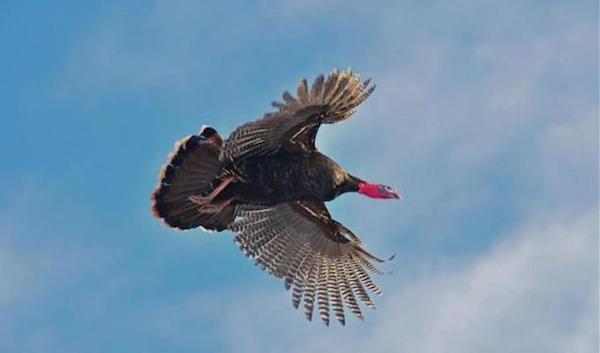 Wild-Turkey-Flying.jpg
