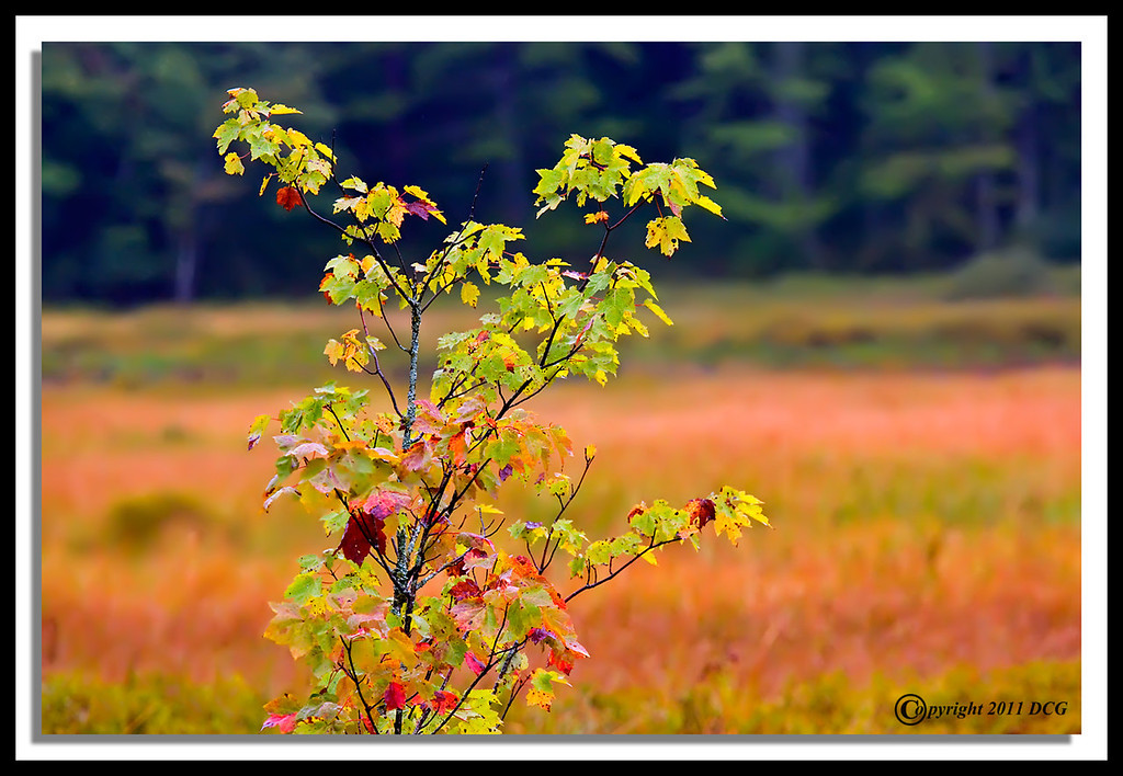 Maple-Tree-09-07-01cr-XL.jpg