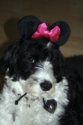 normal_Ears-04.jpg