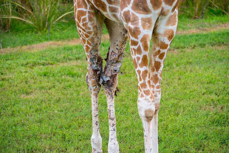 DSC_2096-L.jpg