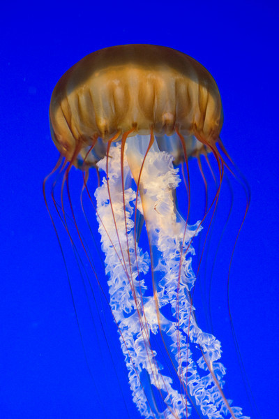 273804106_zt5Lc-L.jpg