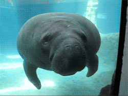 tumblr_lqmjy7coQ31qif5qvo1_250.gif