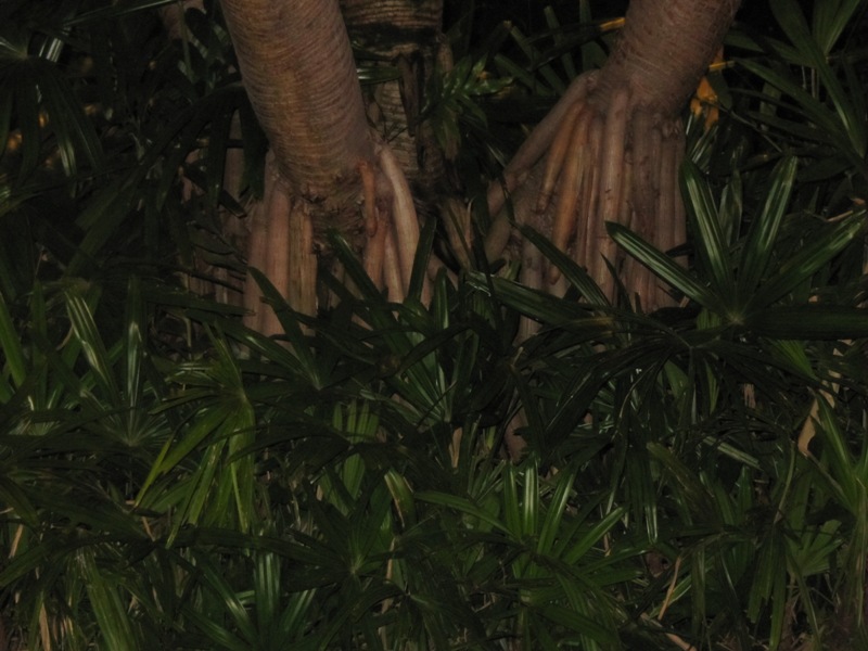 phallictree.jpg