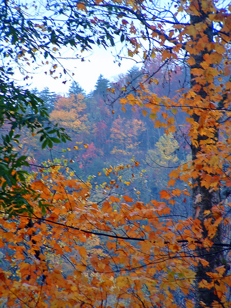 tnfallleaves2003.jpg