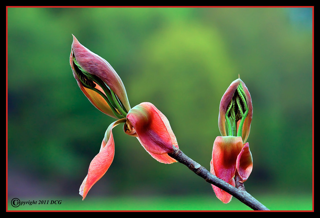 Spring-Leaf-05-16-01acr-XL.jpg