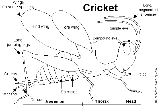 cricket.gif