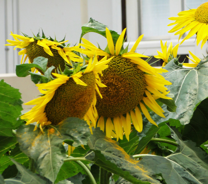 1079854433_7FLKV-L.jpg