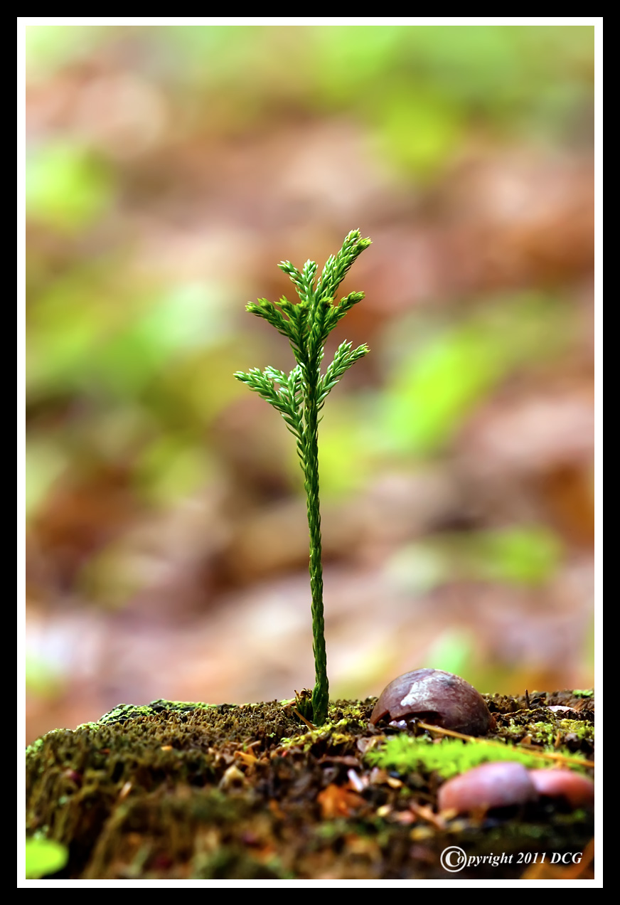 Flora-05-16-02cr-X2.jpg