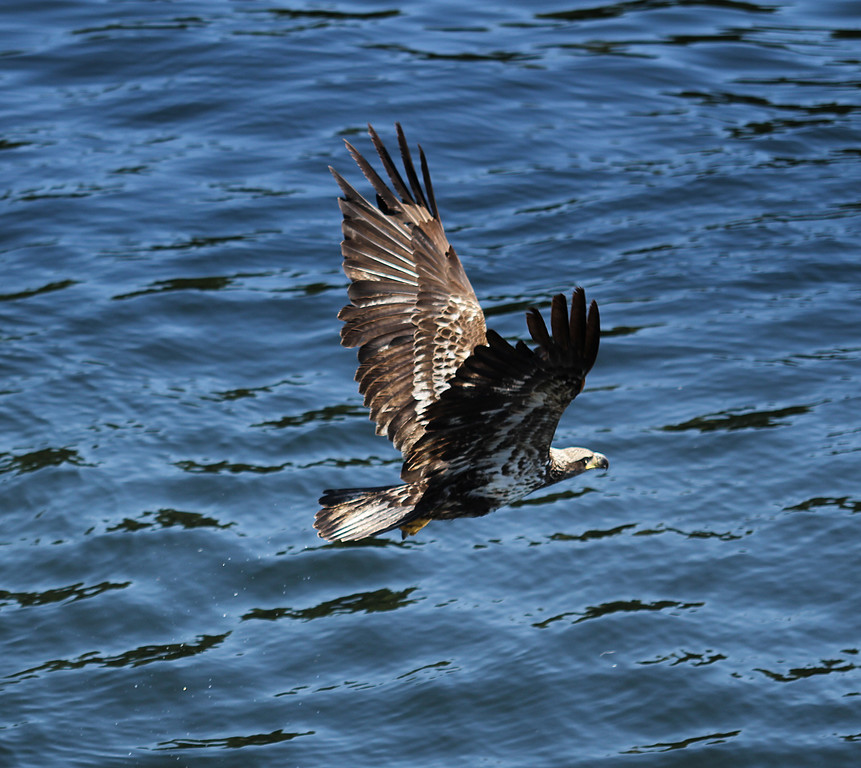 IMG_6943_1-11x10-XL.jpg
