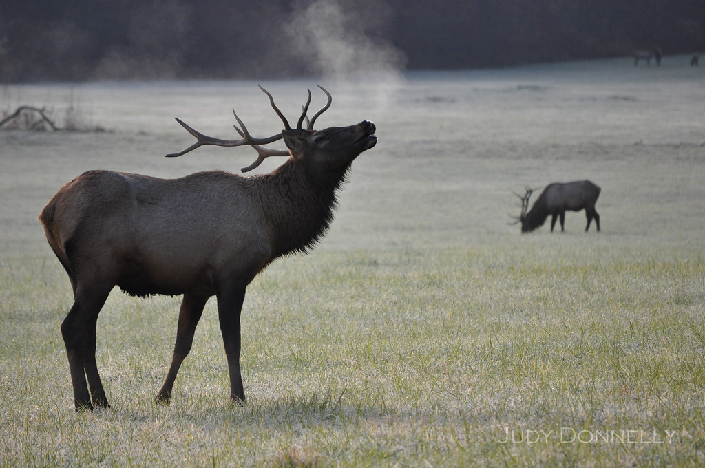 DSC_6518-XL.jpg